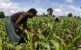 Agri-tech is transforming Africa’s agricultural industry